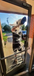 window cleaning